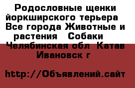 Родословные щенки йоркширского терьера - Все города Животные и растения » Собаки   . Челябинская обл.,Катав-Ивановск г.